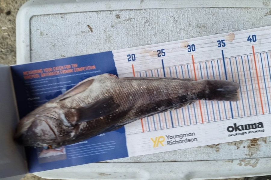 James Hutchen caught this 36cm Blue Cod at Tora during The Hirepool Baitmates Fishing Comp
