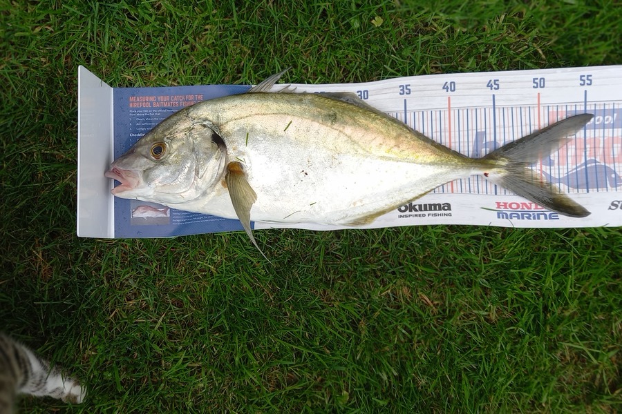 Trevor Hosking caught this 48.0cm Trevally at Otaki  during The Hirepool Baitmates Fishing Comp