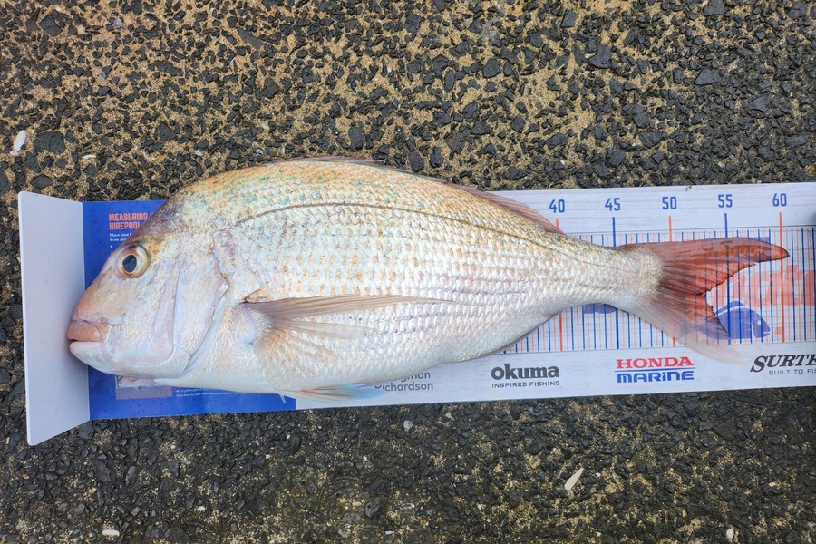 Steve Searancke caught this 52.5cm Snapper at Thames Coast  during The Hirepool Baitmates Fishing Comp