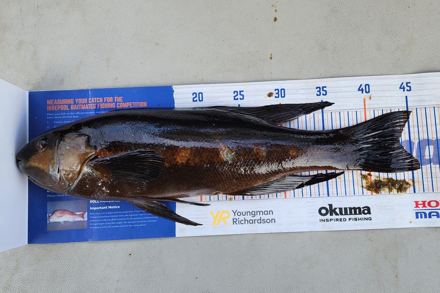 Nick Prinsloo caught this 43.5cm Butterfish at Bluff during The Hirepool Baitmates Fishing Comp