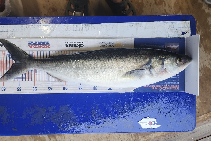 Myles Carson caught this 56.0cm Kahawai at Kapiti  during The Hirepool Baitmates Fishing Comp