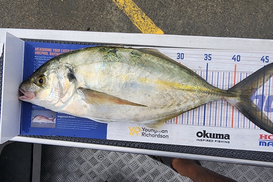 Myles Carson caught this 42.5cm Trevally at Kapiti  during The Hirepool Baitmates Fishing Comp