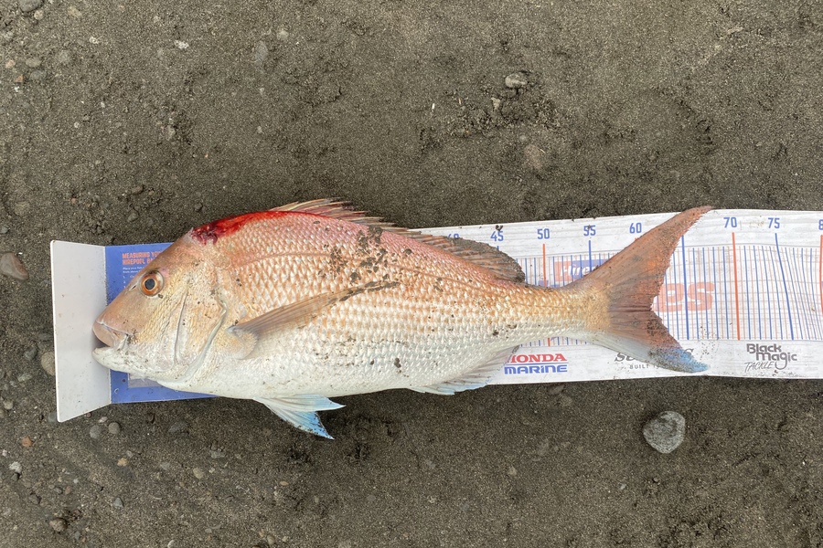 Mark  Bryan caught this 61cm Snapper at New Plymouth  during The Hirepool Baitmates Fishing Comp