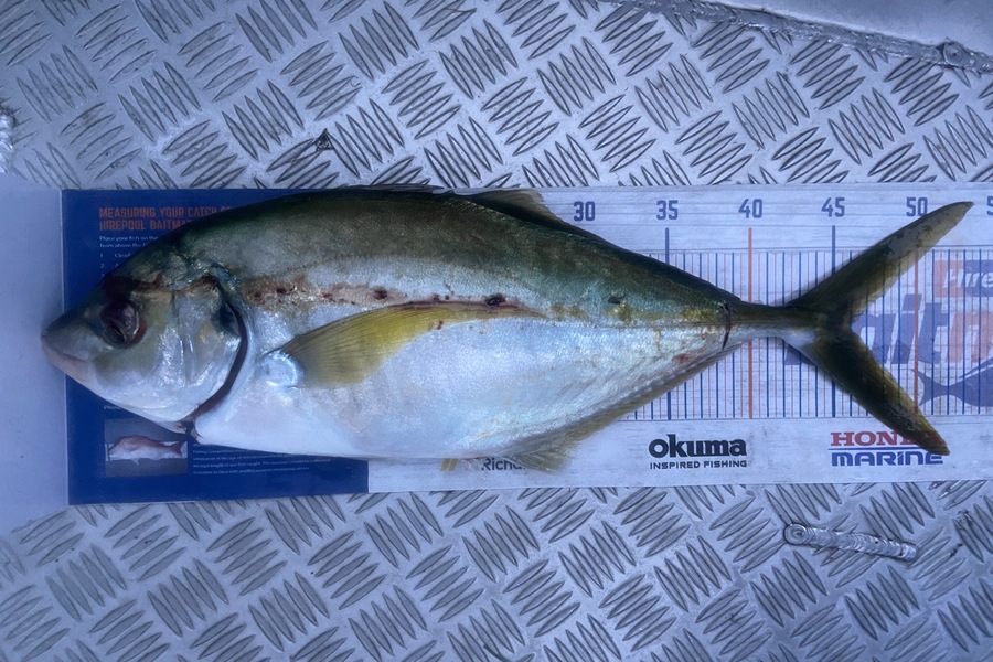 Cain Manley caught this 46.0cm Trevally at Bowentown  during The Hirepool Baitmates Fishing Comp
