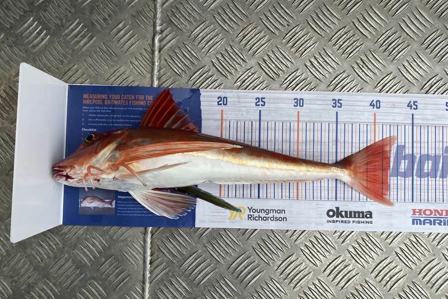 Scott Marriott caught this 41.5cm Gurnard at Mana during The Hirepool Baitmates Fishing Comp