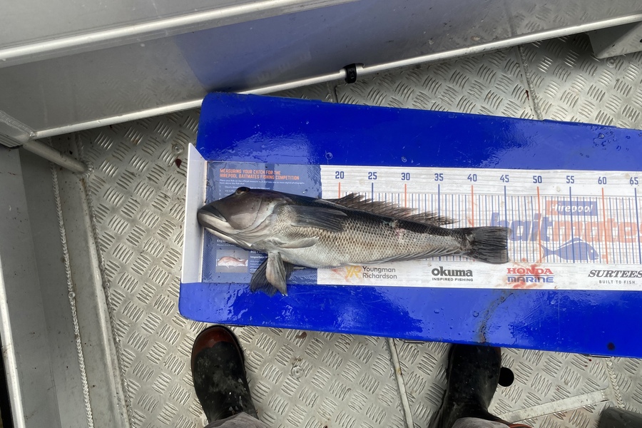 Tony Flowers caught this 45.0cm Blue Cod at Mana during The Hirepool Baitmates Fishing Comp