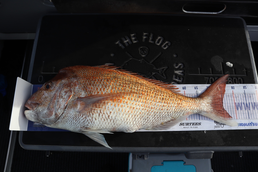 Mark Cotton caught this 75.0cm Snapper at Tasman Bay during The Hirepool Baitmates Fishing Comp
