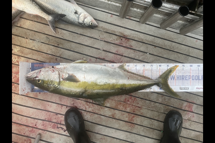 Sam Julian caught this 85.5cm Kingfish at Makara during The Hirepool Baitmates Fishing Comp