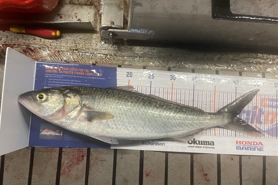 Sam Julian caught this 45cm Kahawai at Makara during The Hirepool Baitmates Fishing Comp
