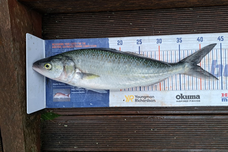 Harry Kovacs caught this 39.0cm Kahawai at Mana during The Hirepool Baitmates Fishing Comp
