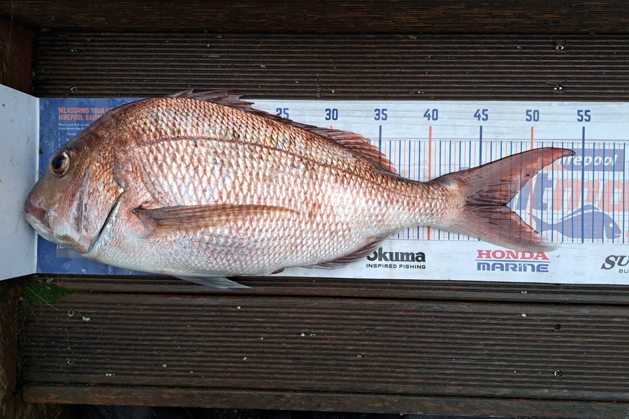 Harry Kovacs caught this 47.5cm Snapper at Mana during The Hirepool Baitmates Fishing Comp