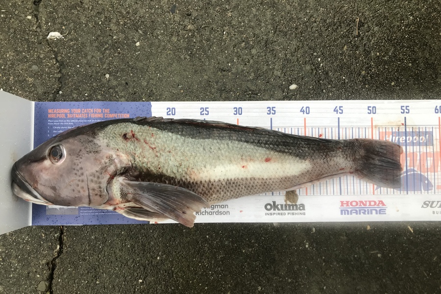 Nick Palmer caught this 54.0cm Blue Cod at Timaru  during The Hirepool Baitmates Fishing Comp