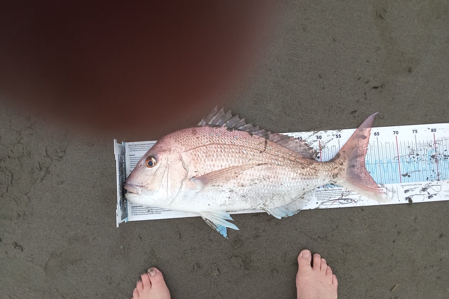 Dave Thomson caught this 61cm Snapper at Wanganui  during The Hirepool Baitmates Fishing Comp