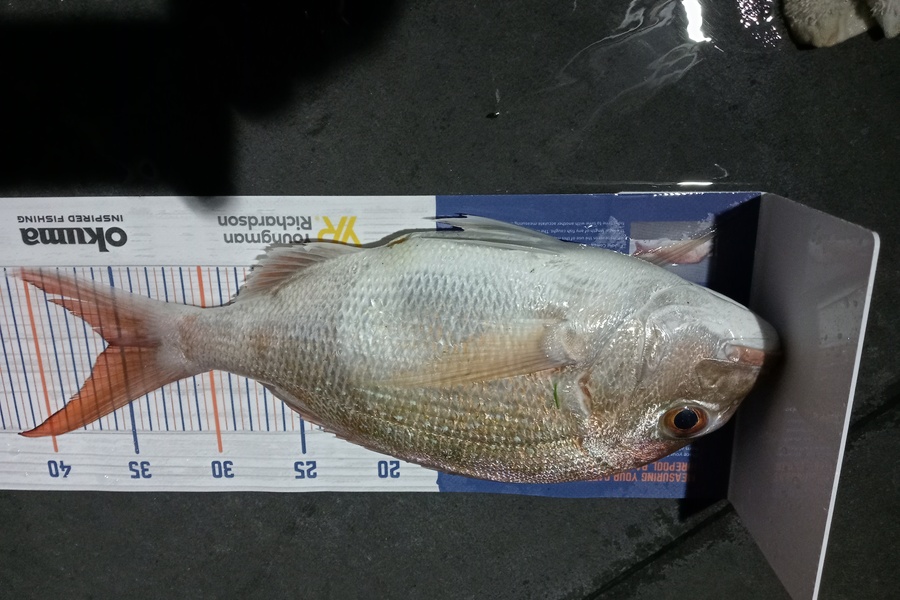 Allan Simons caught this 35.5cm Snapper at Mokau during The Hirepool Baitmates Fishing Comp