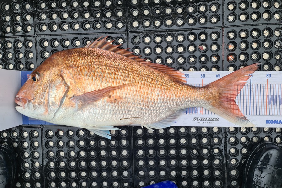 Scott Bassett caught this 70.0cm Snapper at Foxton Beach during The Hirepool Baitmates Fishing Comp