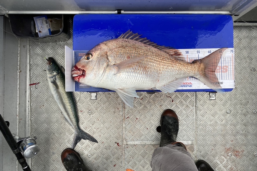 Tony Flowers caught this 62cm Snapper at Wellington  during The Hirepool Baitmates Fishing Comp