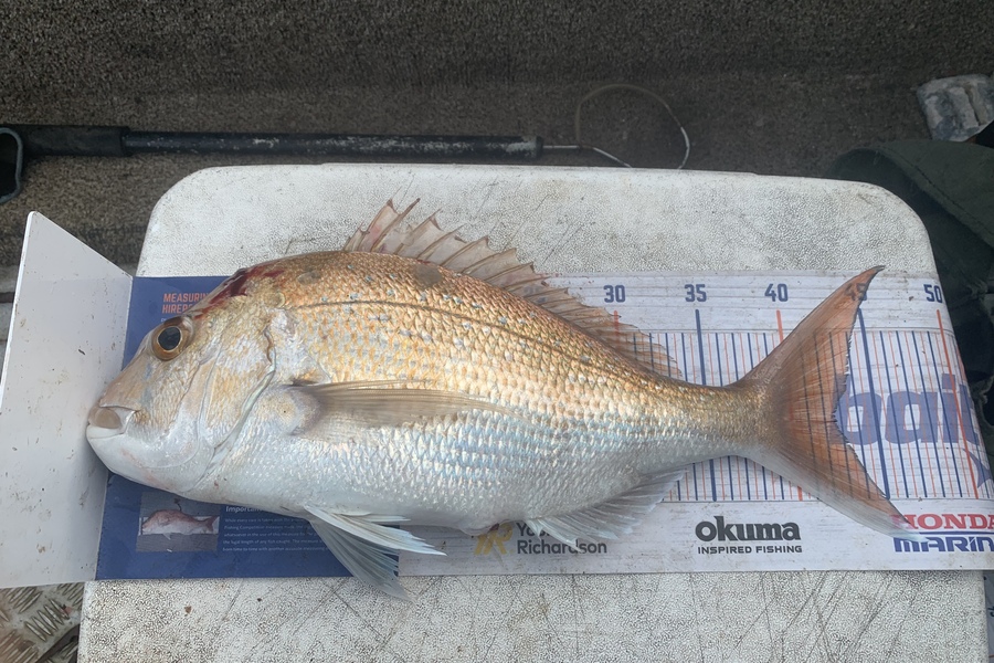 Charles Hall caught this 42.5cm Snapper at Thames Firth during The Hirepool Baitmates Fishing Comp