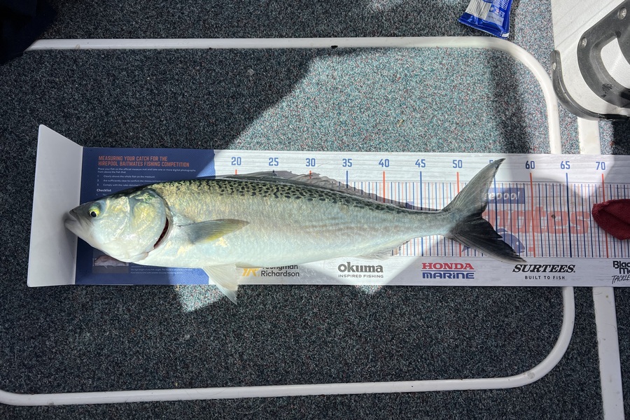 Spencer Dunstone caught this 53.0cm Kahawai at thames during The Hirepool Baitmates Fishing Comp