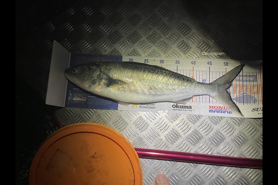 Nathan Blackburn caught this 50.0cm Kahawai at Puk bay during The Hirepool Baitmates Fishing Comp