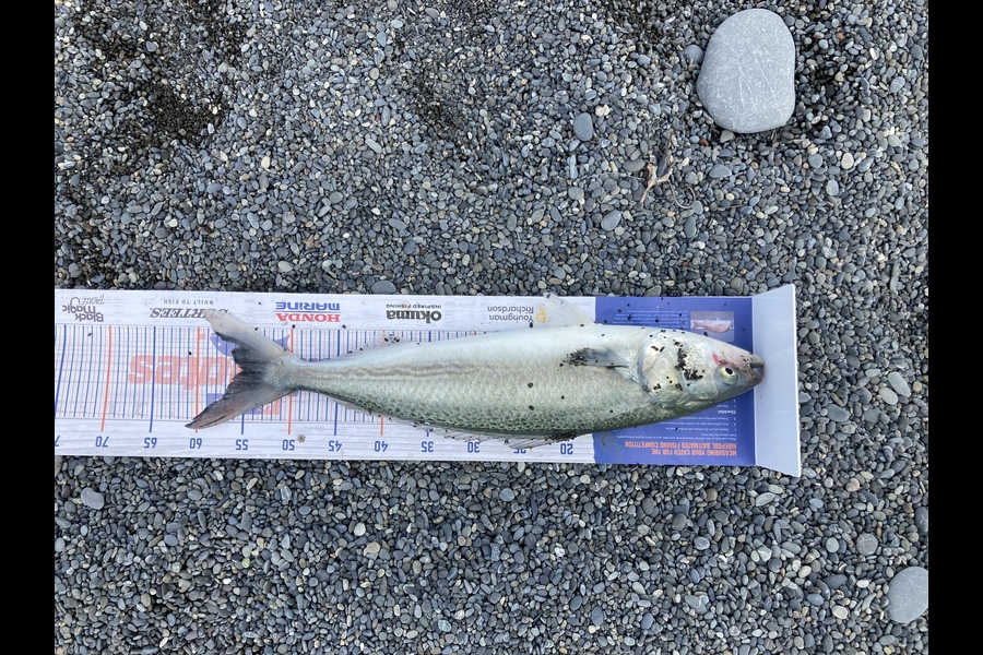 Matthew williams caught this 55cm Kahawai at Lake ferry during The Hirepool Baitmates Fishing Comp
