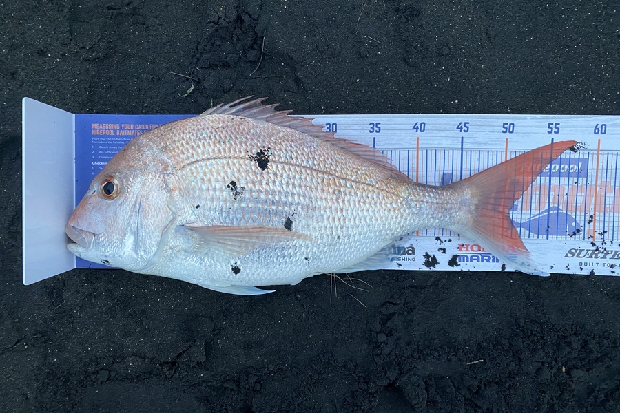 Gary Towers caught this 50.5cm Snapper at Waipipi during The Hirepool Baitmates Fishing Comp