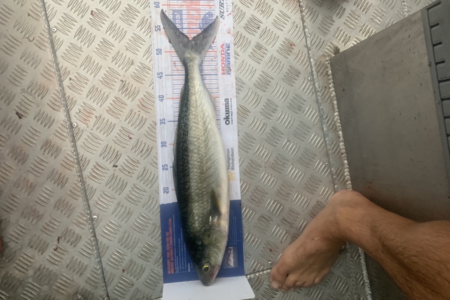 Matt Harrison caught this 52cm Kahawai at Rangiputa  during The Hirepool Baitmates Fishing Comp