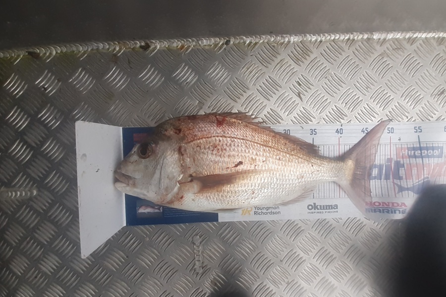 Russell Blomquist caught this 46.0cm Snapper at Whangarei during The Hirepool Baitmates Fishing Comp