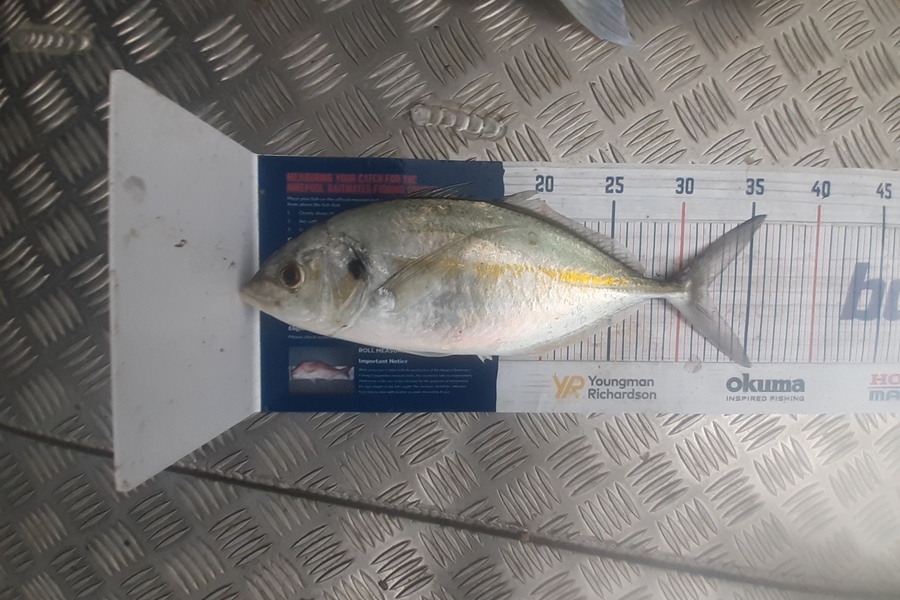 Russell Blomquist caught this 32.0cm Trevally at Whangarei during The Hirepool Baitmates Fishing Comp