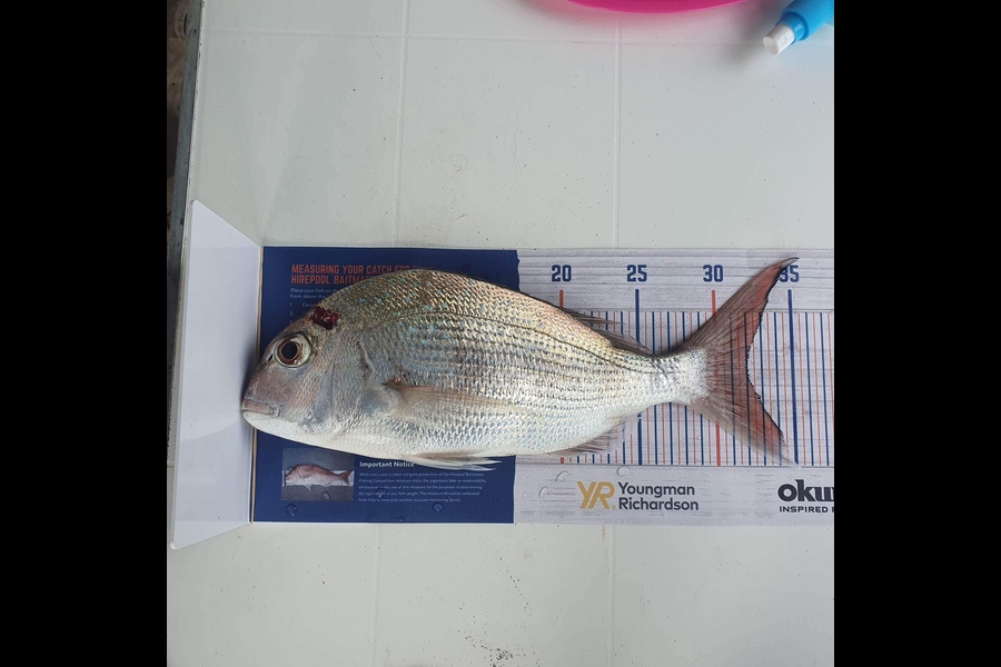 Hayden Burke caught this 32.0cm Snapper at Manaia during The Hirepool Baitmates Fishing Comp