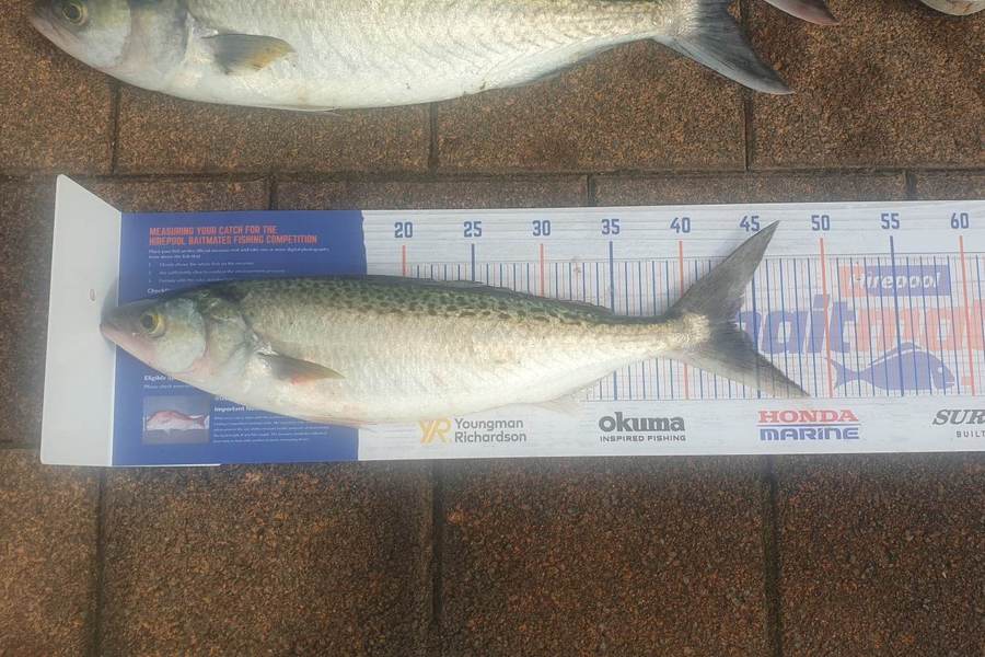 Tahi Woolley caught this 43.0cm Kahawai at Kawhia Whalf during The Hirepool Baitmates Fishing Comp