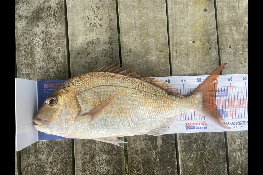 Hamish Hawker caught this 55.0cm Snapper at Wanganui  during The Hirepool Baitmates Fishing Comp