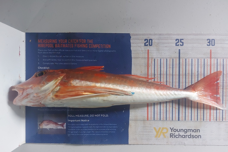Troy Rae-Royle caught this 31.0cm Gurnard at Auckland Harbour  during The Hirepool Baitmates Fishing Comp