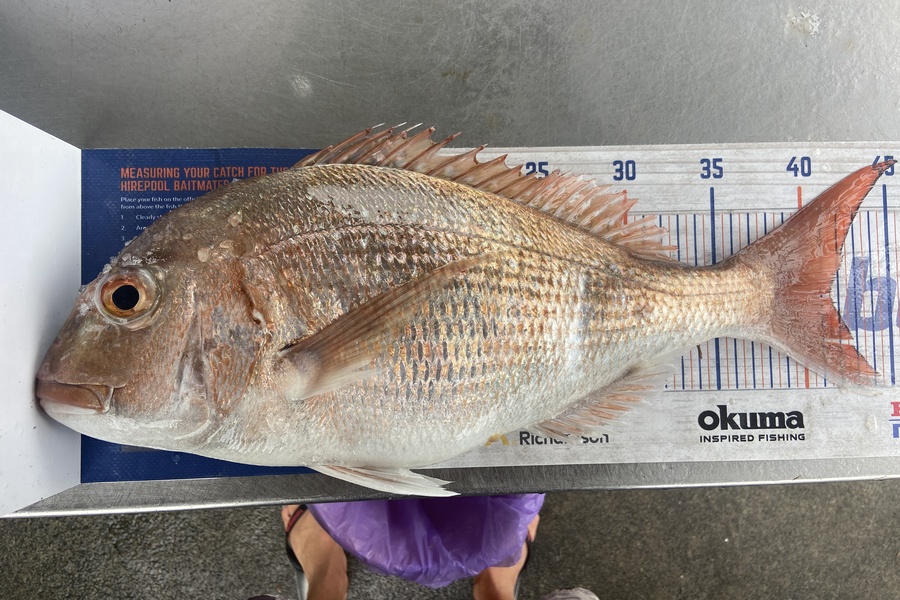 Cain Manley caught this 41.0cm Snapper at Bowentown  during The Hirepool Baitmates Fishing Comp