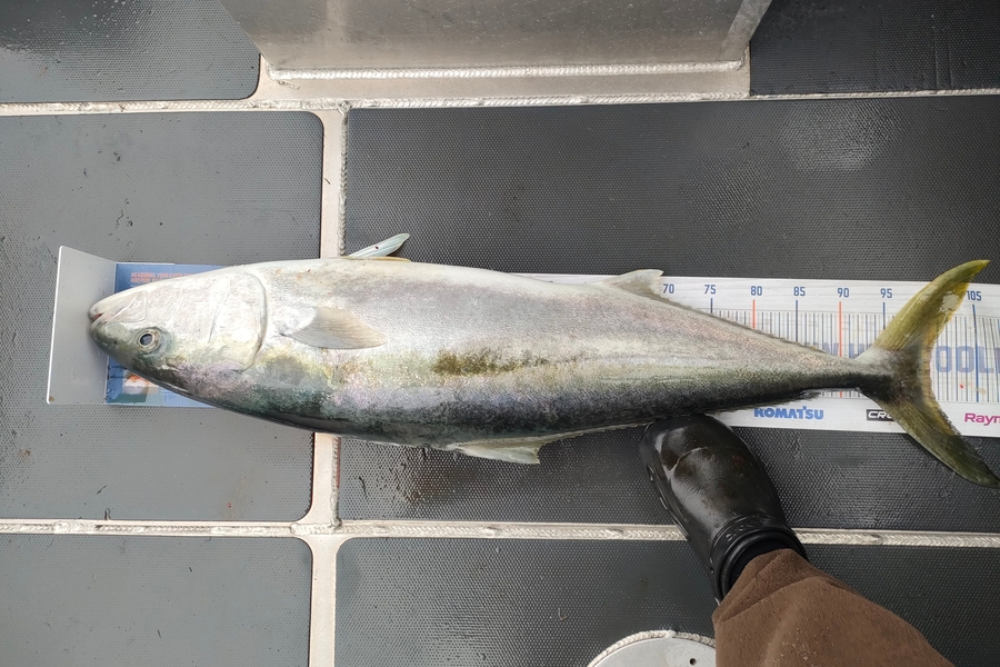 Nathan Lynn Watts caught this 100.0cm Kingfish at Wellington during The Hirepool Baitmates Fishing Comp