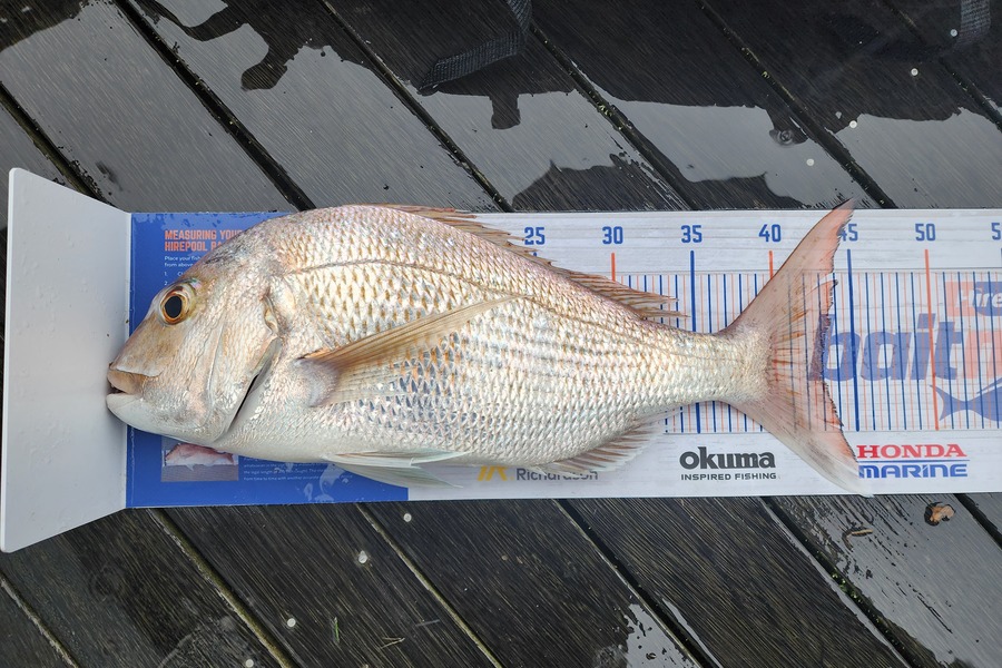 Stuart Holly caught this 43.0cm Snapper at Whatakane  during The Hirepool Baitmates Fishing Comp
