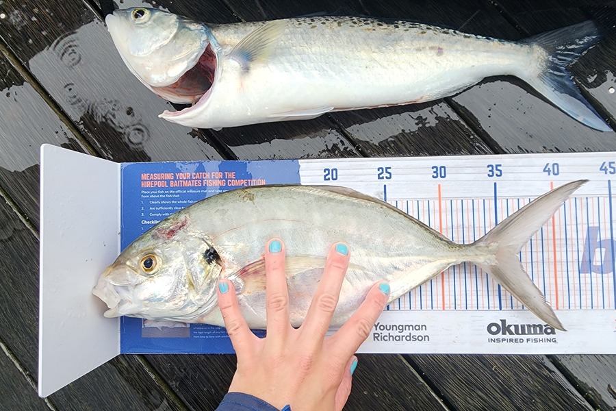 Stuart Holly caught this 36.5cm Trevally at Whatakane  during The Hirepool Baitmates Fishing Comp
