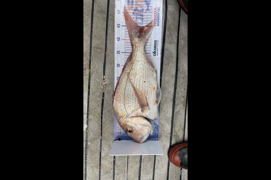 Sam Julian caught this 44.0cm Snapper at Makara during The Hirepool Baitmates Fishing Comp