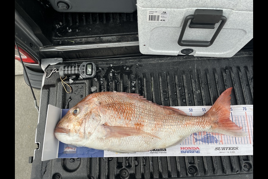 Leon Crane caught this 63.0cm Snapper at Kawau during The Hirepool Baitmates Fishing Comp