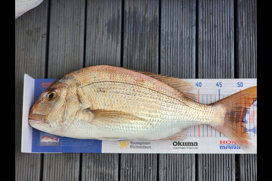 mitch cruse caught this 50.0cm Snapper at ohiwa  during The Hirepool Baitmates Fishing Comp