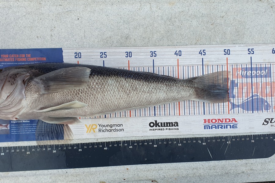 Sam Connor caught this 50.0cm Blue Cod at Dunedin during The Hirepool Baitmates Fishing Comp
