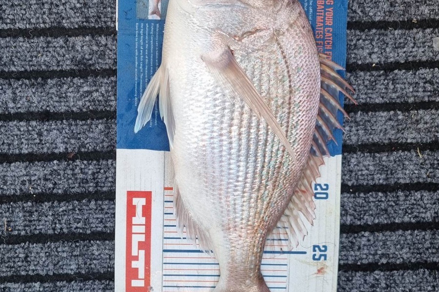 Bronwyn Langham caught this 31.5cm Snapper at Port Tarakohe  during The Hirepool Baitmates Fishing Comp