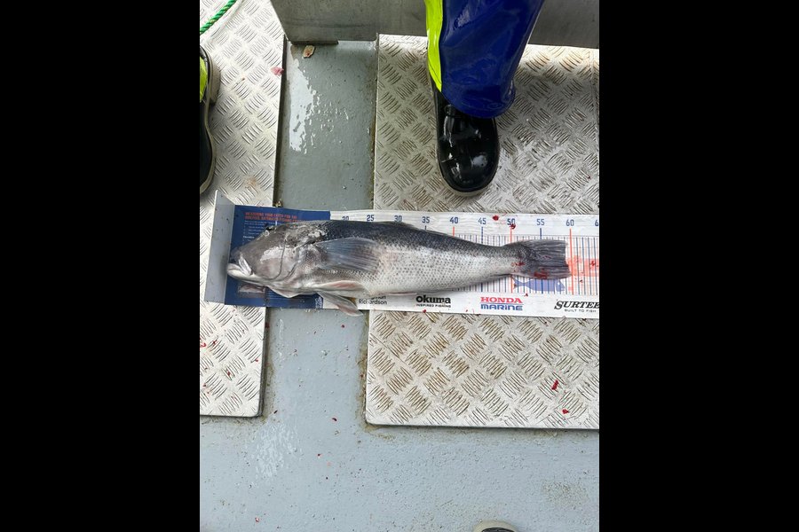 Mike Ashton caught this 58.0cm Blue Cod at Otago coast during The Hirepool Baitmates Fishing Comp