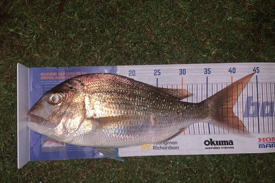 Shaun Powell caught this 40.0cm Snapper at Sullivan’s bay during The Hirepool Baitmates Fishing Comp