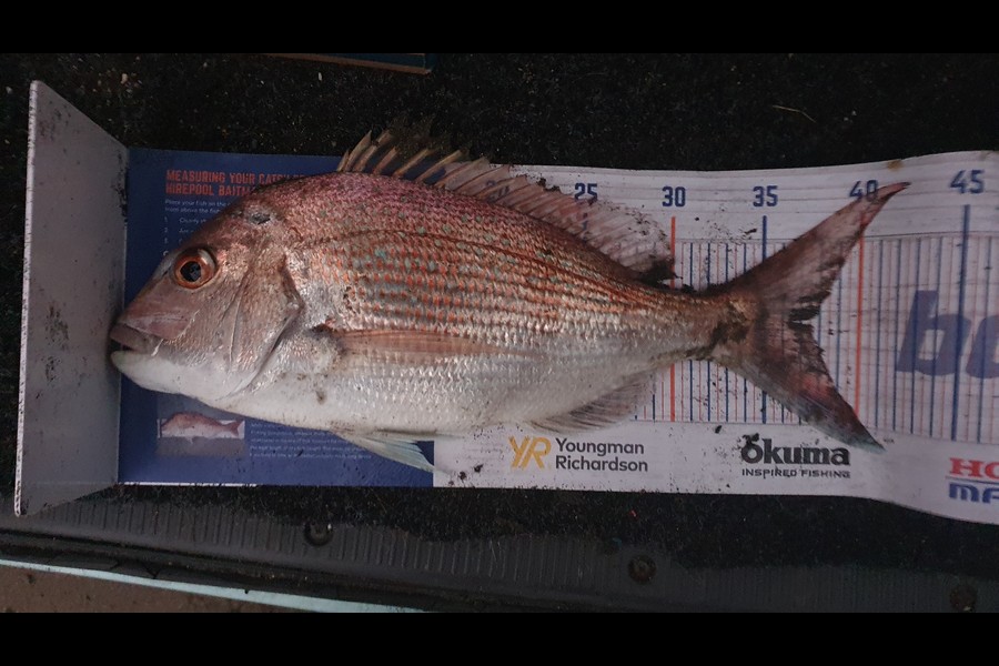 Bill Oliver caught this 37.5cm Snapper at Waiinu Beach Waitotara  during The Hirepool Baitmates Fishing Comp