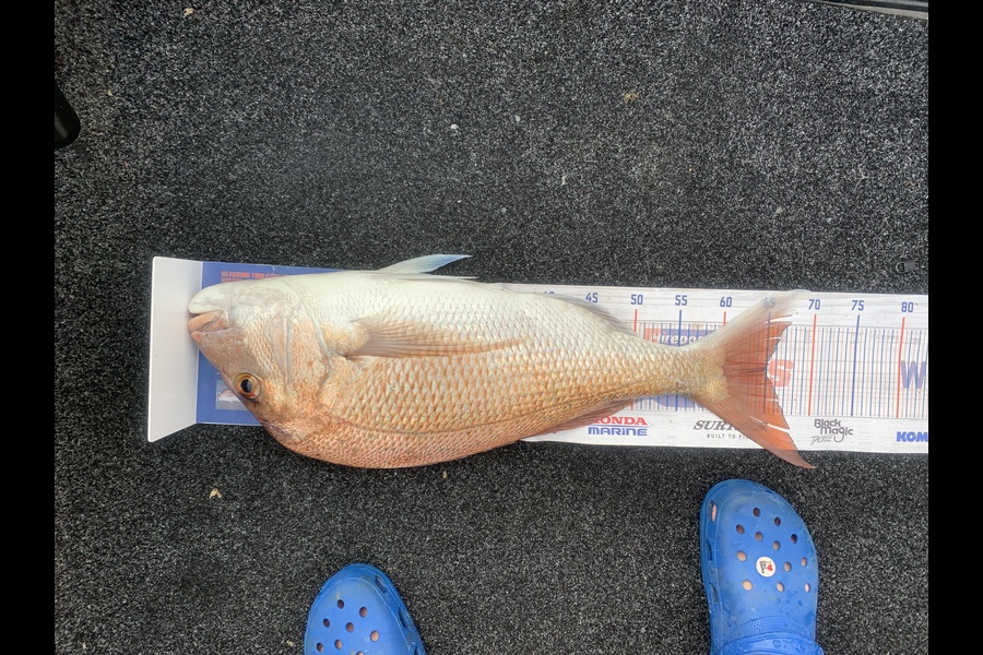 Nathan Carter caught this 65.0cm Snapper at Whangarei harbour during The Hirepool Baitmates Fishing Comp