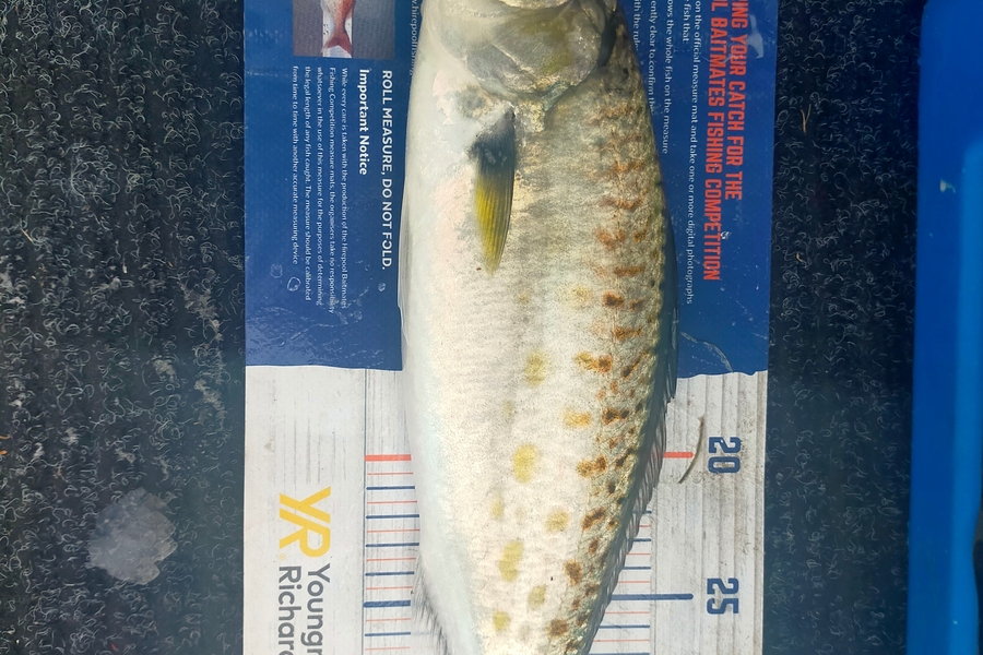 Wayne Farrow caught this 35.0cm Kahawai at Tauranga harbour  during The Hirepool Baitmates Fishing Comp