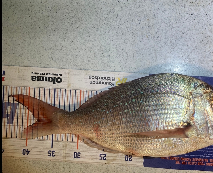 Josh Bolton caught this 38.0cm Snapper at Wellington during The Hirepool Baitmates Fishing Comp
