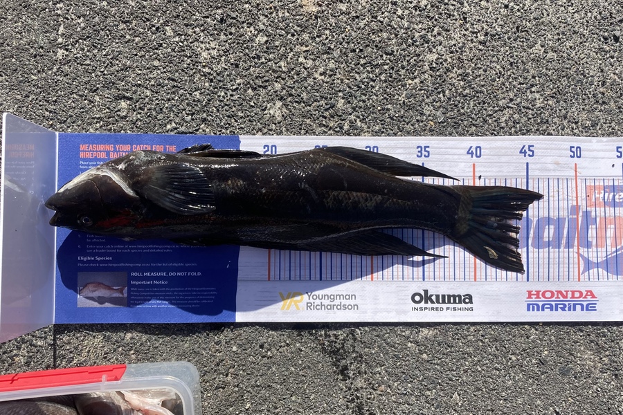 Felix Cook caught this 44.0cm Butterfish at Danger Reef, Shag Point, Otago during The Hirepool Baitmates Fishing Comp