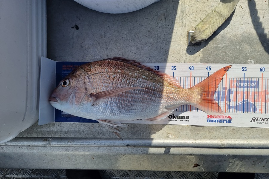 Phillip Rose caught this 46.5cm Snapper at Golden bay during The Hirepool Baitmates Fishing Comp