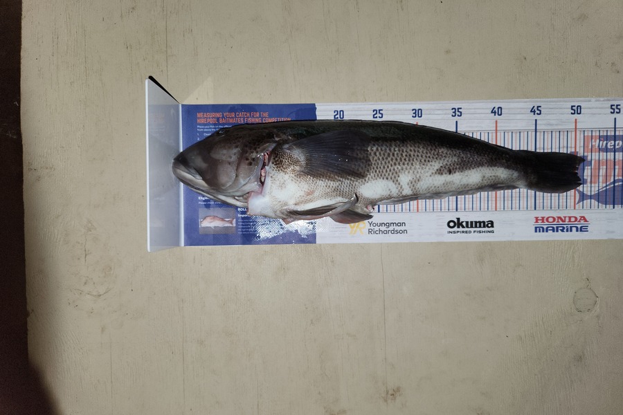 Trav Long caught this 50.5cm Blue Cod at Southland during The Hirepool Baitmates Fishing Comp